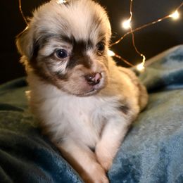 Mr. Crawley - Red merle male Miniature American Shepherd puppy in Damascus, Oregon from Rebel Soul Minis