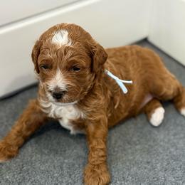Koi - Red  male Goldendoodle puppy in American Fork, Utah from Kym’s Micro Mini Goldendoodles