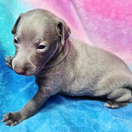 TwinkleToes - Blue female Italian Greyhound puppy in Cadwell, Georgia from All The DoDa Day Italian Greyhounds