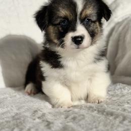 Girl 1 - Black and tan female Pembroke Welsh Corgi puppy in Surprise, Arizona from Ruff and Rowdy Corgis