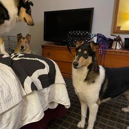 Jill - Collie
