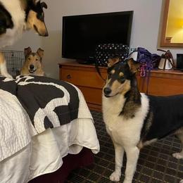 Jill - Collie