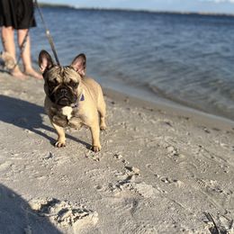 Fendi  - French Bulldog
