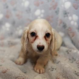 Belle - Cream female Dachshund puppy in Indiantown, Florida from Turquoise River Minature Dachshunds