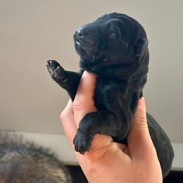 Black male - Black male German Shepherd puppy in Pahrump, Nevada from Wachhund Kennels