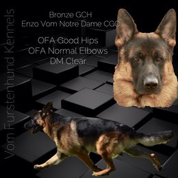 Enzo - German Shepherd