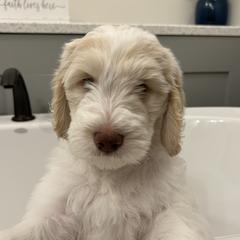 Goldendoodle Puppies from Hani's family