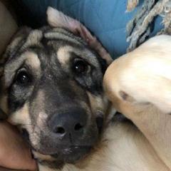 Josette - Gray fawn Anatolian Shepherd Dog puppy in Virginia from One Chick Farm