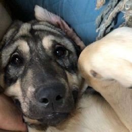 Josette - Gray fawn Anatolian Shepherd Dog puppy in Virginia from One Chick Farm