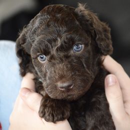 Australian Labradoodle Puppies from Chestnut Hill Australian Labradoodles