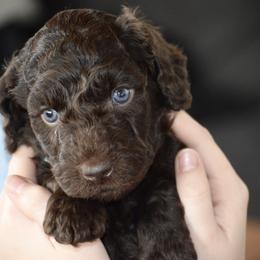 Australian Labradoodle Puppies from Chestnut Hill Australian Labradoodles