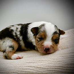 Gus - Blue merle male Miniature American Shepherd puppy in Valley Springs, California from Raindance Ranch