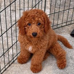 Niko - Red  male Goldendoodle puppy in Brandon, Florida from Murphys Doodles