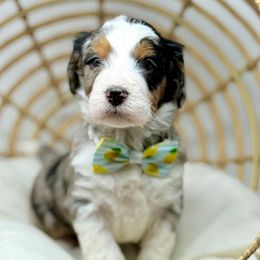Camp - Blue merle male Assorted Doodle Crosses puppy in Sterling, Colorado from North 40 Doodles