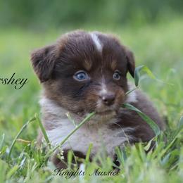 Australian Shepherd Puppies from Knight's Aussies