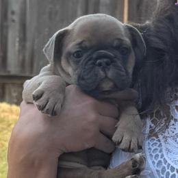 Shakira - Blue fawn female French Bulldog puppy in Spring, Texas from Amanda's French Bulldogs