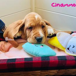 Cinammon - Red and white female Basset Hound puppy in Willow Spring, North Carolina from Blackberry Creek Basset Hounds