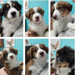 Australian Shepherds from Ashe's Aussies