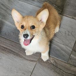 Hermonie - Red female Pembroke Welsh Corgi puppy in Kiowa, Colorado from Cool Water Corgis LLC