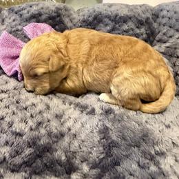 Girl 4 - Apricot female Cavapoo puppy in Nampa,, Idaho from Clig Doodle Days