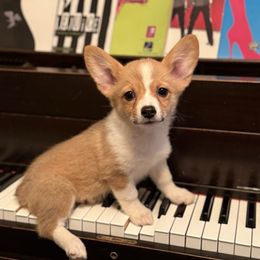 Pink Collar - Red female Pembroke Welsh Corgi puppy in Darlington, Wisconsin from D&D P.W.Corgi's