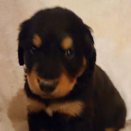 Bernedoodle Puppies from Sanchez Bernedoodle Puppies