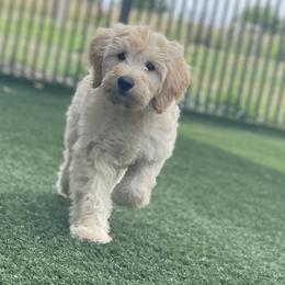 Pink - Cream female Goldendoodle puppy in Medina, Ohio from Farmer Doodles