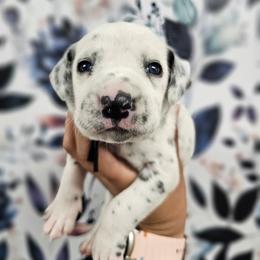 Gameboy - White and black male Dalmatian puppy in Gray, Georgia from Fuller Spots