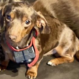 Jamison - Dachshund