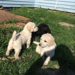 Poodle Puppies from Cadeau Standard Poodles