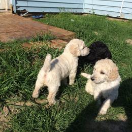 Poodle Puppies from Cadeau Standard Poodles