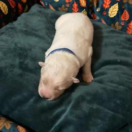 Frosty Boy - White male American Eskimo Dog puppy in Westwego, Louisiana from Connie's American Eskimo Dogs and Mini Australian Shepherd Dogs