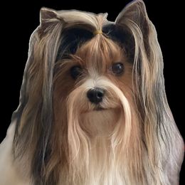 Infinity - Biewer Terrier