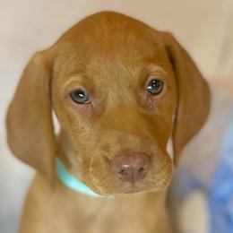 Jazmine - Golden rust female Vizsla puppy in Bloomington, Indiana from Envizion