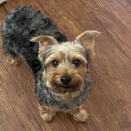 Kisses - Yorkshire Terrier