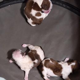 Shih Tzu puppies from SuLynnes Shih Tzus