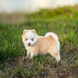 Misty - Merle female Pomsky puppy in San Mateo, California from The Pomsky Garden