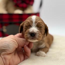 Monty - Red male Cavapoo puppy in Melissa, Texas from Southern Love Cavapoos & Maltipoos