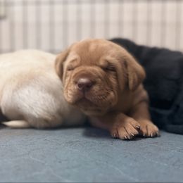 Sarge - Yellow male Labrador Retriever puppy in Sweet Home, Oregon from Knotty Creek Labradors