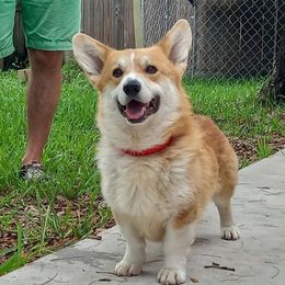 Frank - Pembroke Welsh Corgi