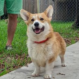 Frank - Pembroke Welsh Corgi
