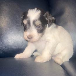 Trixie - Parti female Miniature Schnauzer puppy in Salisbury, North Carolina from Truffle Tail Schnauzers