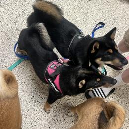 Shiba Inu Puppies from Haste