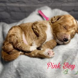 Pink Boy - Red  Goldendoodle puppy in Excelsior Springs, Missouri from Zoodles Micro Goldendoodles
