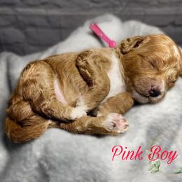 Pink Boy - Red  Goldendoodle puppy in Excelsior Springs, Missouri from Zoodles Micro Goldendoodles