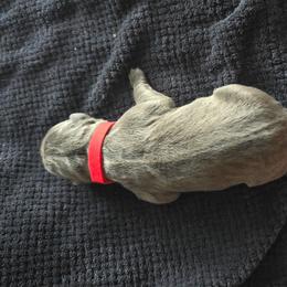 Red Collar - Gray male Cane Corso puppy in Henry, Virginia from Hardradas Dynasty Cane Corso