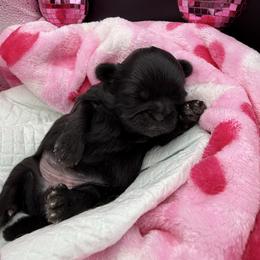 Girl 2 - Black female Shih Tzu puppy in Albany, New York from Precious Peekapoo’s and Luxurious Shih Tzu’s