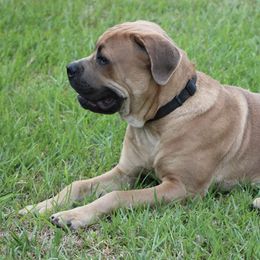 Cane Corso from MGP Farms