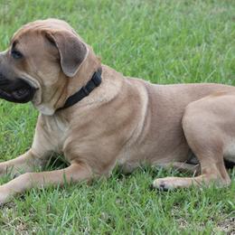 Cane Corso from MGP Farms