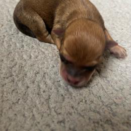 Oakley - Red male Chihuahua puppy in Scranton, South Carolina from The Magnolia Pawlor, LLC